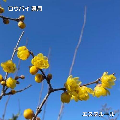 ロウバイ 満月 3.5号ポット苗