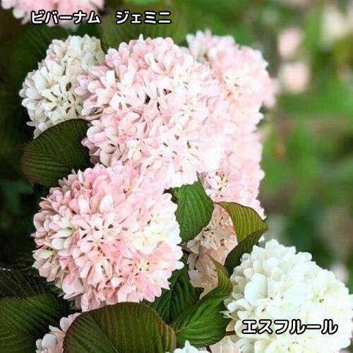楽天市場】オオデマリ ジェミニ（花・ガーデン・DIY）の通販