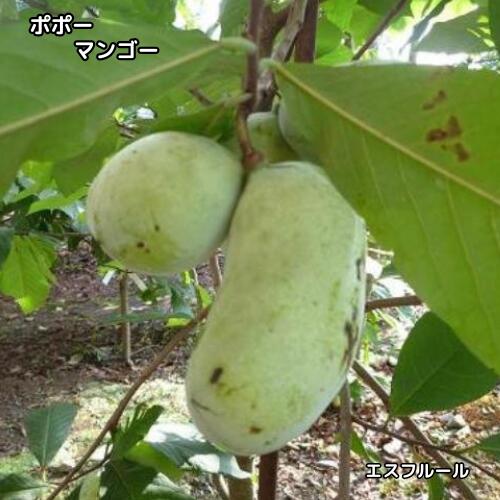 楽天市場】マンゴー 苗（苗物｜ガーデニング・農業）：花・ガーデン