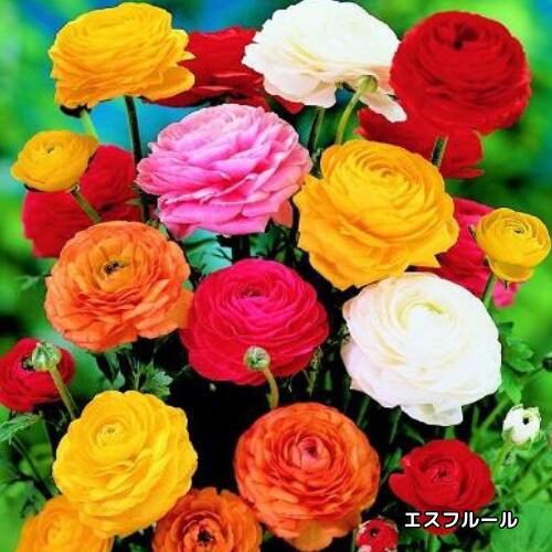 楽天市場】ラナンキュラス 球根（種類（植物）ラナンキュラス）（花