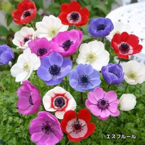 切り花としても人気の高く、赤・白・紫・ピンクなど多彩な色合いが魅力です。 ガーデニング初心者の方でも扱いやすく早春の花壇を華やかに彩ります。 商品詳細 科目 キンポウゲ科 分類 球根 開花期 3〜5月頃　　 収穫期 ー 最終樹高 20cm位 生育環境 日向 耐寒温度 強 自家結実性 ー お届け状態 球根35ml袋詰め ●掲載している開花写真はイメージです。 ●四種郵便またはクリックポストでの発送となりますので、出荷から商品到着までにお時間がかかります。（日時指定はできません。） （日時指定等お急ぎの場合は、宅急便での発送も承りますので、備考にお書きください。承諾メールにて送料を足した金額をお知らせいたします。） 【四種郵便とは？】 植物種子等郵便物です。 宅急便より到着までの日数が長くかかります。（土・日曜・祝日は郵便物の配送がされません。） 日時指定ができなく、追跡番号がございません。 基本的にご自宅の郵便受けに投函されます。自宅ポストに入らないサイズのお荷物は、対面で届けられることもあります。不在時は不在票が入ります。
