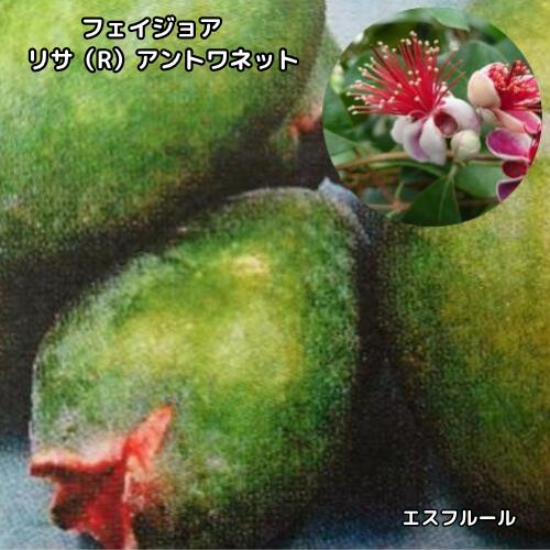 フェイジョア リサ(R)アントワネット 4号ポット 挿し木苗 苗木