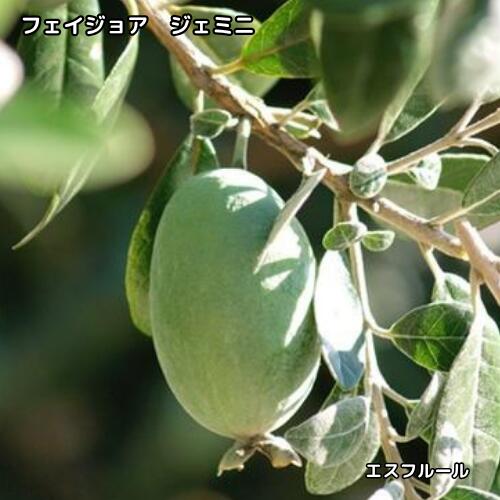 楽天市場】フェイジョア クーリッジ 苗の通販