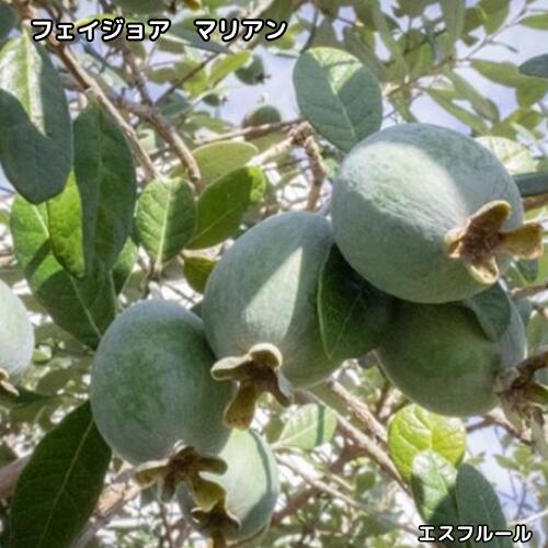 楽天市場】フェイジョア マリアンの通販