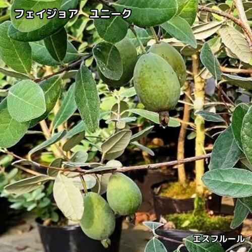 楽天市場】フェイジョア アントワネット（苗物｜ガーデニング・農業