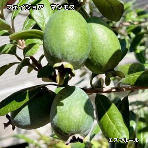 楽天市場】フェイジョア マンモスの通販