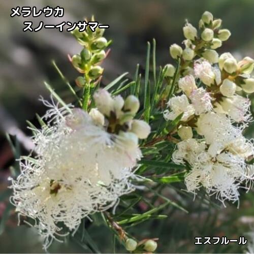 楽天市場】メラレウカ・スノーインサマーの通販