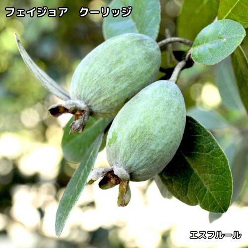 楽天市場】フェイジョア クーリッジの通販