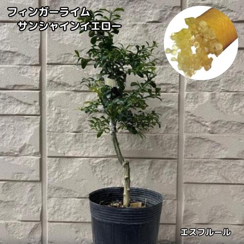 楽天市場】フィンガーライム サンシャインイエローの通販
