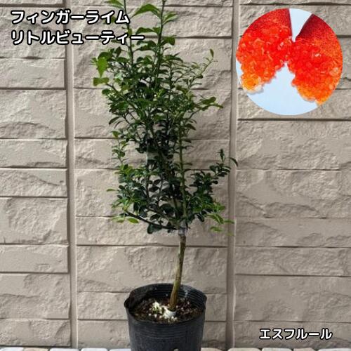楽天市場】リトルジェム苗の通販