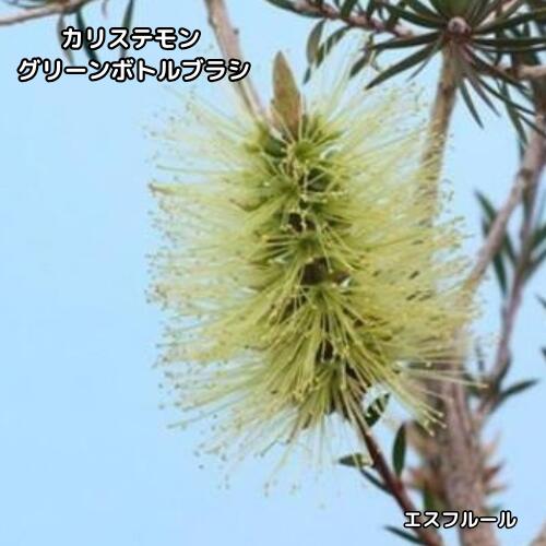 楽天市場】ボトルブラシ 苗の通販