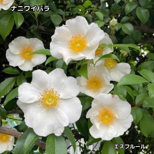 楽天市場】ナニワイバラ 苗の通販