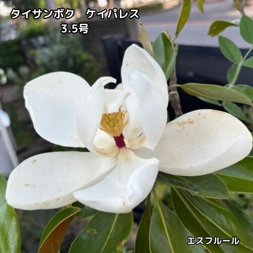 楽天市場】タイサンボク ケイパレス（花・ガーデン・DIY）の通販