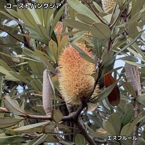 楽天市場】コーストバンクシアの通販