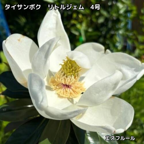 楽天市場】泰山木 苗の通販