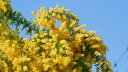 ミモザアカシア 摘心（ピンチ）苗 3.5号ポット 苗木 庭木 シンボルツリー 春の花