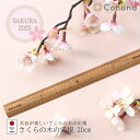 【レビューでプレゼント】45-348 Cohana SAKURA 2025 コハナ 限定商品 さくらの木の定規 20cm さくら 定規 ものさし オシャレ 可愛...