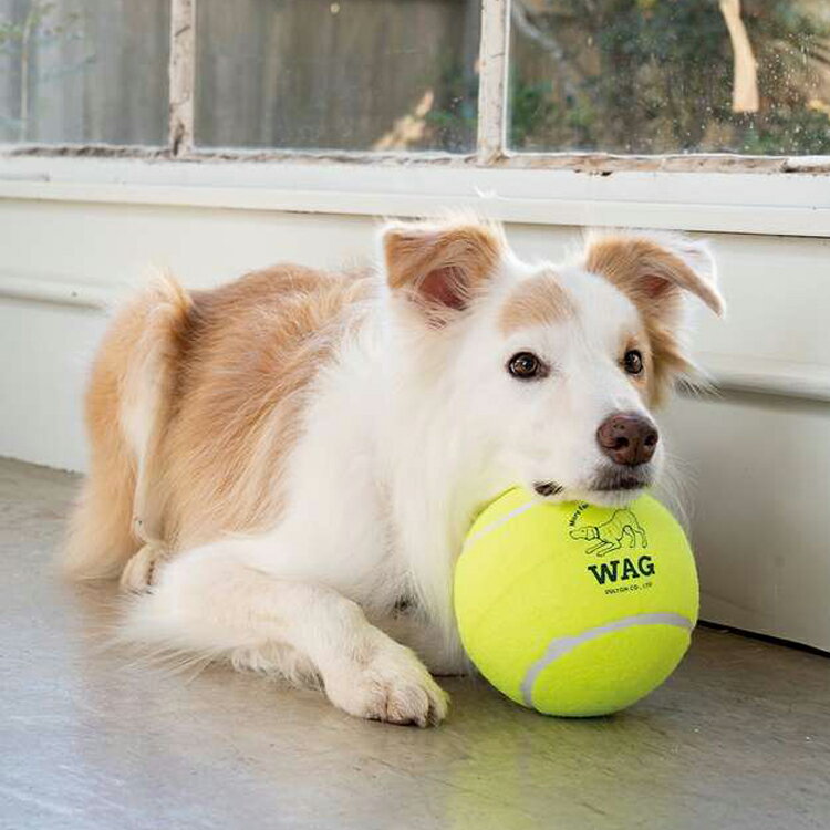 �ڥ�ӥ塼�ǥץ쥼��ȡ�DULTON ����ȥ� TENNIS BALL SET �ƥ˥��ܡ��륻�å� �ܡ��� ������� �� ���Ѥ������ �ڥå��� �ƥ˥��ܡ��� ���ȥ쥹ȯ�� �ڥå� ���Ѵ�� ���प����� �ڥå����� ���� ͷ�� �ɥå���� ���� ���٤륵����