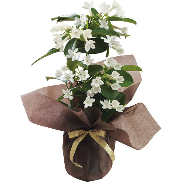ジャスミンの花束をプレゼント いい香りと見ためを楽しめるフラワーギフトのおすすめプレゼントランキング Ocruyo オクルヨ