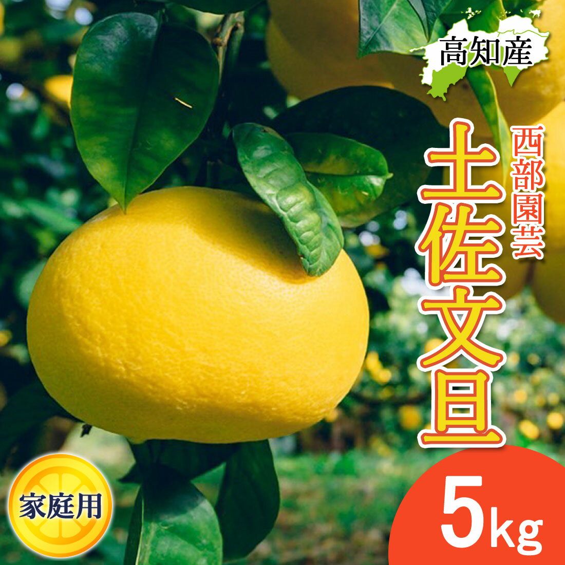 文旦 土佐文旦 家庭用 5kg L〜4Lサイズ 混合 8〜12玉 西部園芸 宿毛文旦 産直 宿毛 ぶんたん 宿毛市 産地直送 高知産 宿毛産 5キロ ジューシー まろやか 高知 ブンタン 届いてすぐに食べれる追熟文旦【送料無料】のサムネイル