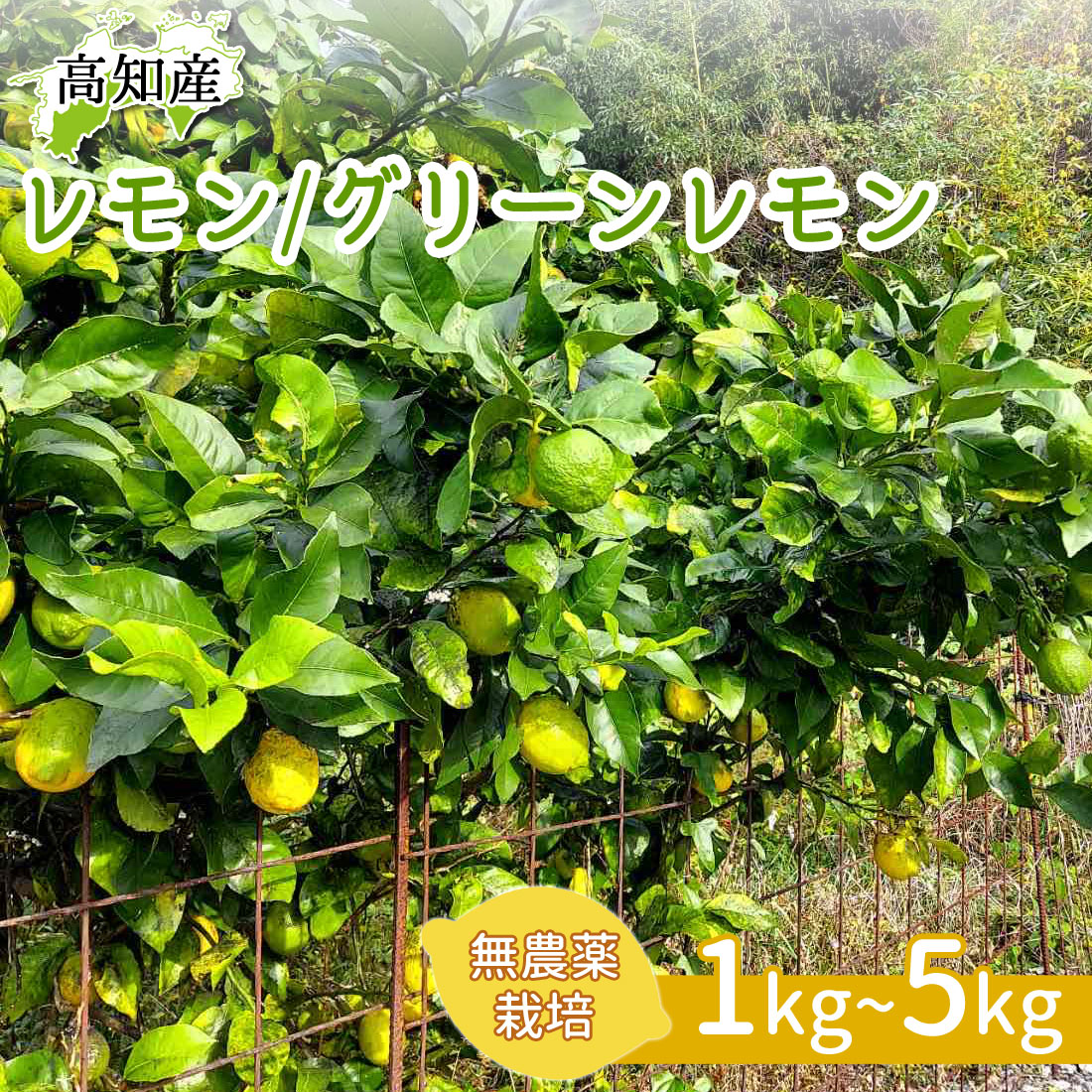 【産地直送】 レモン 産直 国産 栽培期間中 無農薬 グリーンレモン 1kg 2kg 3kg 5kg 檸檬 高知県産 ノ..