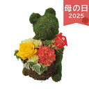 母の日 遅れてごめんね 2025 モスベアー・アレンジ 花 観葉植物 フラワーアレンジメント お花 きれい かわいい ありがとう 感謝 お母さん お義母さん マ...