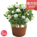 母の日 2025 ガーデニア鉢植え クチナシ くちなしの花 甘い香り 山梔子 鉢花 花鉢 花 観葉植物 鉢花 お花 きれい ありがとう 感謝 お母さん お義母さ...