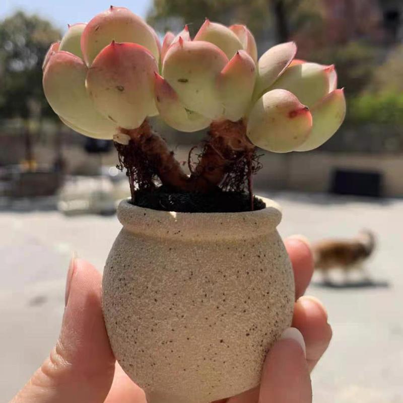 ����ȭ ��ǥ����� �ߥ� ¿����ʪ ���ܥƥ� �󤻿��� �ߺ�ȭ �ץ�󥿡� ƫ��ȭ �ǾƤ�ȭ ����ƥ�����Ĵ ������