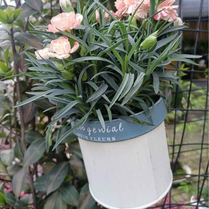 �����ǥ˥� ���� �ץ�󥿡� �������� ȭ ����ȭ �� �����ǥ� �٥��� �ɳݤ� �ߤ겼�� �ۥ磻�ȷ�