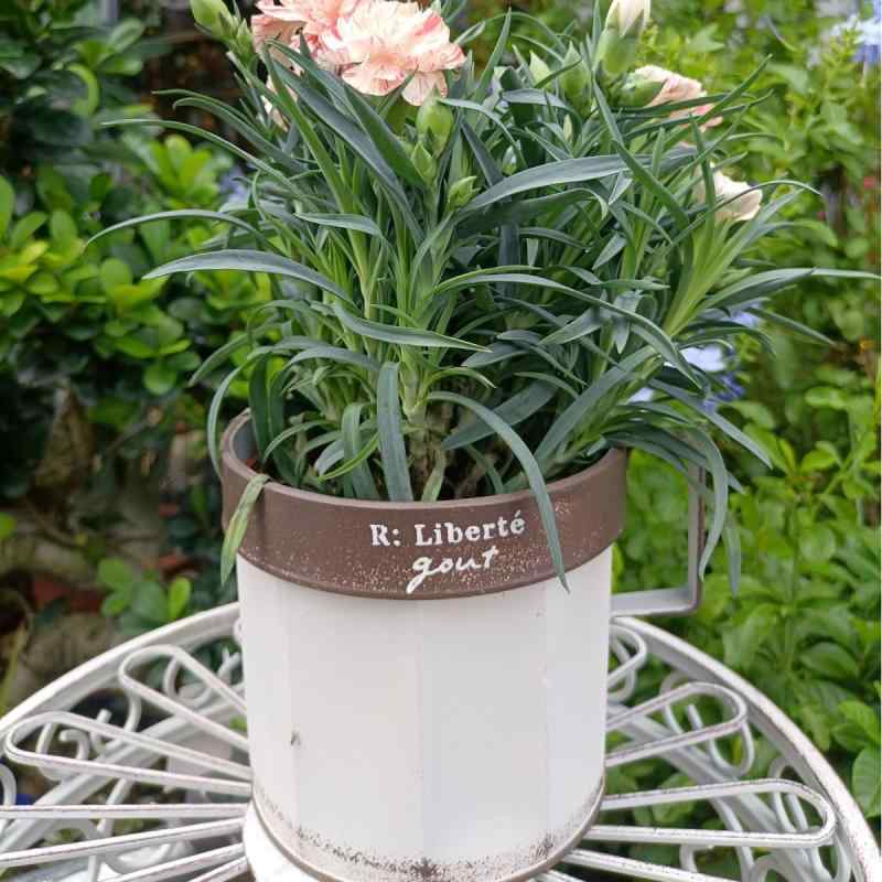 花瓶 アイアン 吊り下げ ガーデニング 庭 園芸 インテリア雑貨 デスク 卓上 白 ホワイト ベージュ グレー