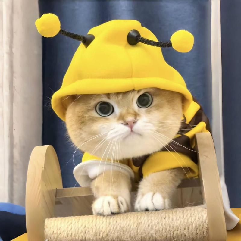 ペット 服 秋冬 かわいい パーカー 厚手 防寒 金色 グラデーション ブリティッシュショートヘア 小型犬 抜け毛防止 ポリエステル