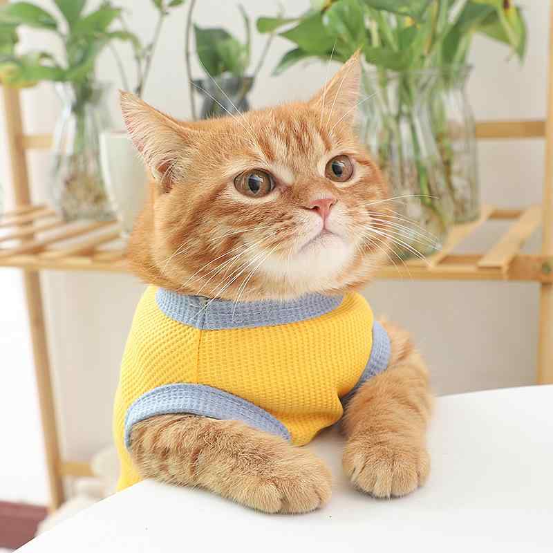 ペット服 猫 小型犬 かわいい 小熊 アップリケ 背心 薄手 春夏 メッシュ 黄色 ブルー