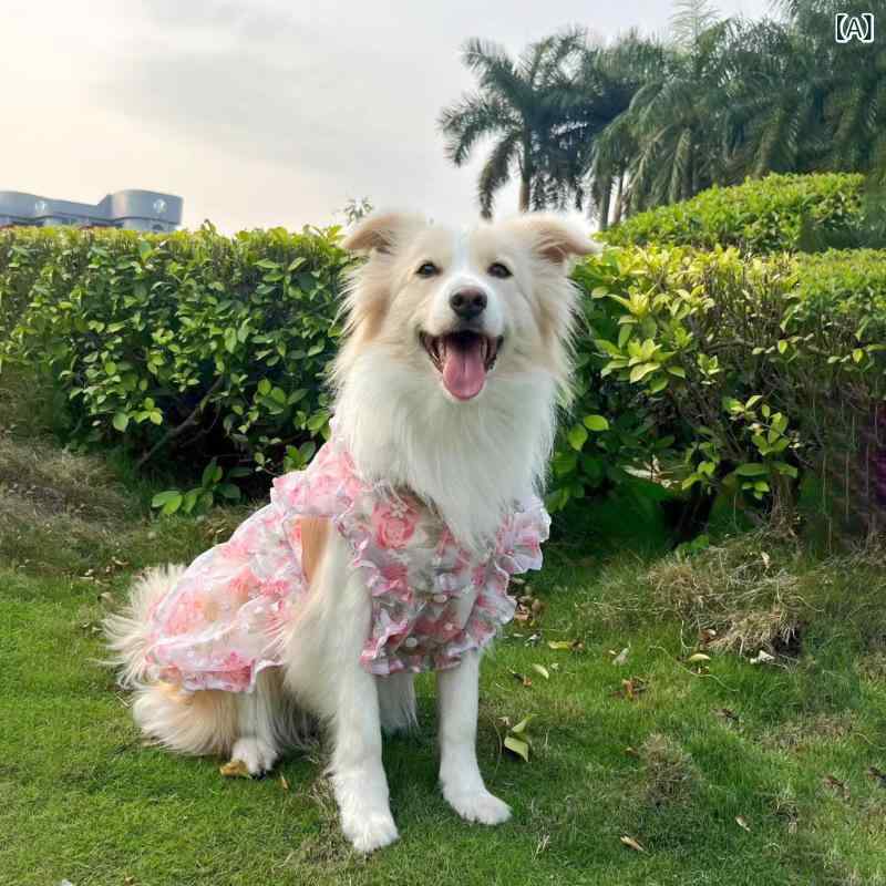 �ڥå��� ��ǥ����� ǭ �� �� �ղ� ���襤�� �淿�� �緿�� ��� ���ԡ��� �ԥ󥯷�