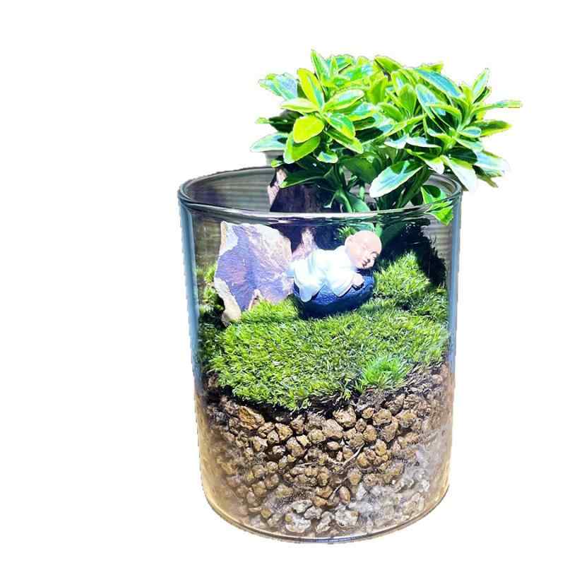 苔 苔玉 ミニ盆栽 ガラス экоボトル 金边黄杨 黄金 葉っぱ 造花 置物 雑貨 観葉植物 デスク オフィス ..