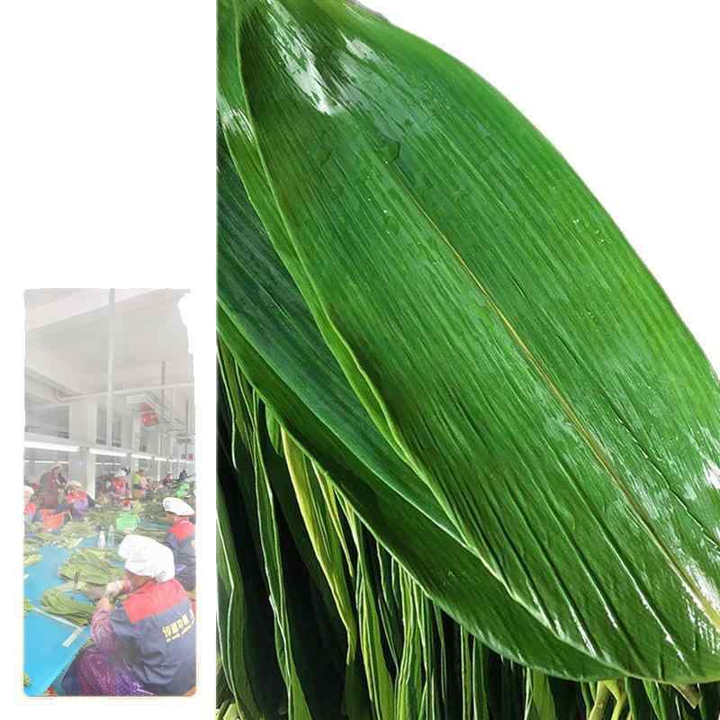 粽子 葉 純天然 国産 新鮮 真空パック 密封保存 大判 45枚 ～ 50枚