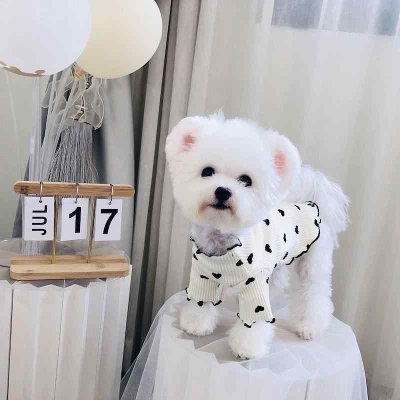ペット服 犬 猫用 かわいい 背心 小型犬 接触冷感 ドッグウェア タンクトップ チワワ トイプードル 春夏