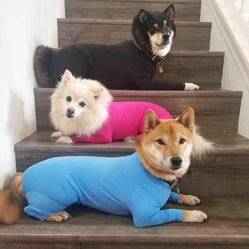 中型犬 大型犬 ペット服 伸縮性 四脚 タイト ホームウェア ユニセックス 犬猫用 服 伸縮素材 室内着 弾力性 伸縮生地 ピッタリフィット 日常着 赤 紫 ブルー ピンク ブラック カラー展開 吸湿速乾 軽量 快適 フィット感 ペット用品 犬服 猫服