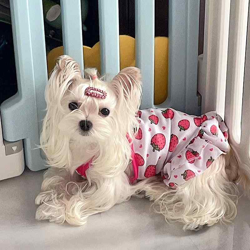 ペット 服 小型犬 猫 犬 ユニセックス プリンセス ドレス スカート 春夏 涤纶 素材 かわいい フルプリント プリント柄 フルーツ柄 吊り帯 スタイル 軽量 通気性 吸湿速乾 かわいい プリンセス 風 通年 室内 屋外 散歩 遊び 着用 ユニセックス
