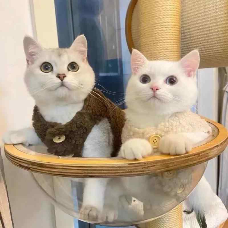 猫 服 かわいい 保暖 ウエストコート 背心 秋冬 布偶猫 ロシアンブルー 幼猫 ペット 冬服 ポリエステル 素材 かっこいい 暖か コート トップス ユニセックス カラーバリエーション ココア 色 杏 色 ふわふわ 毛 軽量 柔らか 素材 室内 着用