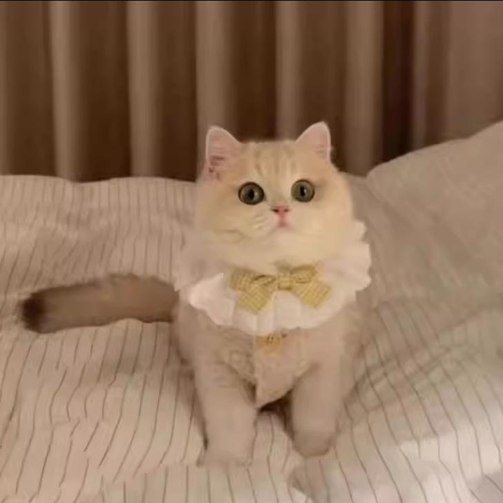 ペット 服装 猫 背心 秋冬 保暖 加厚 羊羔绒 かわいい 萌え フリース ユニセックス 杏色 カラーブラウン 暖か 柔らか 室内着 矮脚猫 対応 軽量 伸縮性