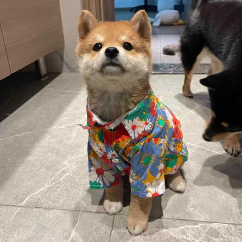 犬用服 小型犬 春夏服 夏季薄手 花柄シャツ 泰ディ シーズー コーギー ビションプフリエ ペット服 小型犬服 ユニセックス 涤綿混紡 軽量 通気性 花柄デザイン カジュアルスタイル 花柄 かわいい 花柄プリント 犬服 ペットウェア