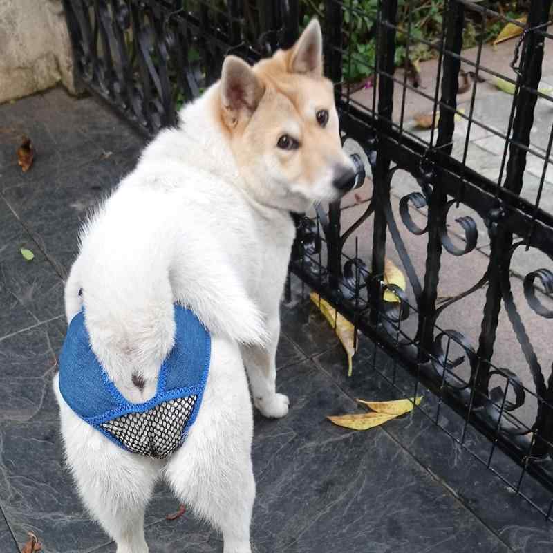 ペット 生理パンツ 母犬 メス犬 生理用 衛生パンツ 犬用 月経パンツ 金毛犬 テディ ラブラドール 小型犬 中型犬 大型犬 デニム 素材 牛仔布 接触冷感 吸湿速乾 軽量 伸縮性 ブルー ブラック カラー ジーンズ スタイル カジュアル 普段使い アウ
