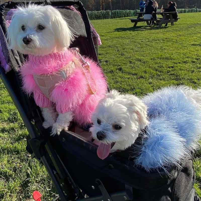 ペット 服装 毛衣 秋冬 保暖 ユニセックス 犬用 セーター 包芯糸 軽量 暖かみ ピンク ブルー パープル S M L XL かわいい ファッション ユニセックス ペット 服 ニット トップス 保温性 コアヤーン ソフト コージー カラーバリエーション