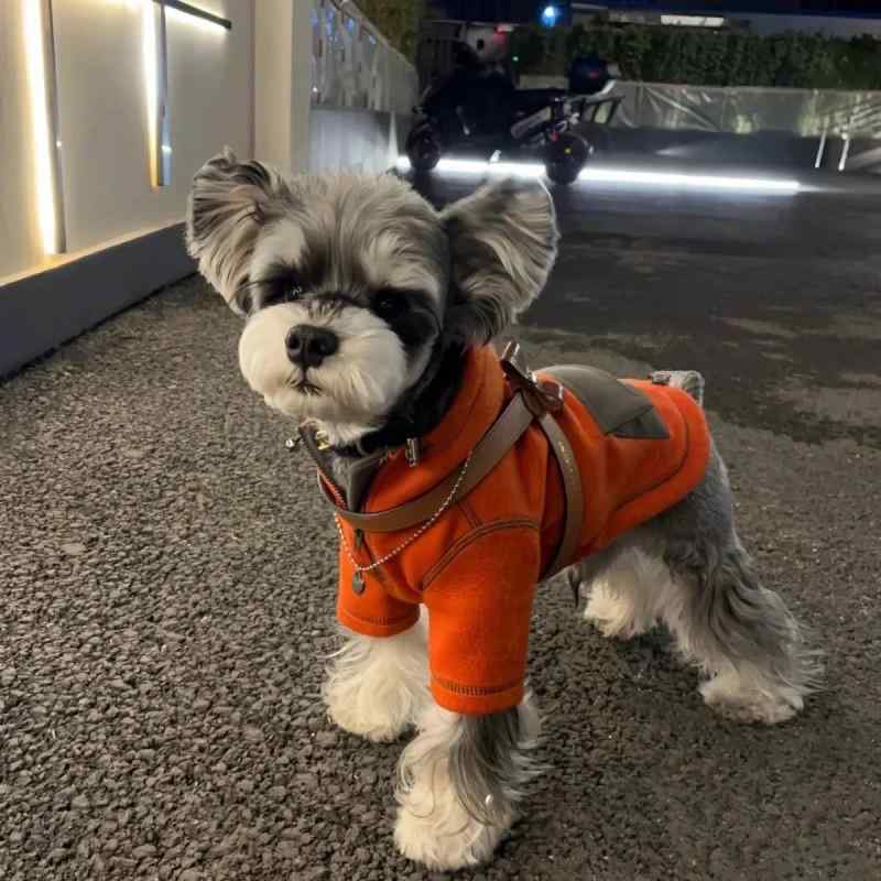 ペット 服 ユニセックス 連帽 スウェット 秋冬 秋装 小型犬 ビションフリーゼ ポメラニアン シュナウザー ヨークシャーテリア テディベア 犬用 フーディー 2脚 スタイル レジャー コットン ポリエステル 混紡 素材 軽量 伸縮性 赤 ピンク カラー