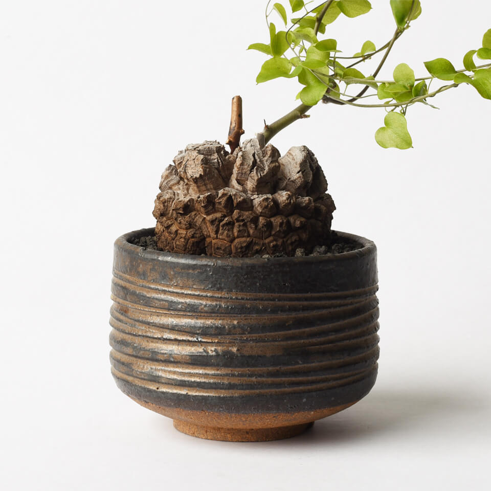 美濃焼 MATCHA-POT【 Bronze 】φ12×H8cm植木鉢 受皿付 4号 シンプル 陶器 おしゃれ インテリア 室内 個性的 筒型 シリンダー 塊根 コーデックス サボテン 観葉植物 多肉 アガベ モダン 盆栽 和風 苔 松柏 雑木 実もの 山野草 無骨 ブロンズ釉 手作り 浅鉢 1