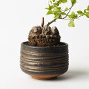 美濃焼 MATCHA-POT【 Bronze 】φ12×H8cm植木鉢 受皿付 4号 シンプル 陶器 おしゃれ インテリア 室内 個性的 筒型 シリンダー 塊根 コーデックス サボテン 観葉植物 多肉 アガベ モダン 盆栽 和風 苔 松柏 雑木 実もの 山野草 無骨 ブロンズ釉 浅鉢