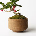 美濃焼 MATCHA-POT【 Brown 】素焼きφ12×H8cm植木鉢 受皿付 4号 シンプル 陶器 おしゃれ インテリア 室内 個性的 筒型 シリンダー 塊根 コーデックス サボテン 観葉植物 多肉 アガベ モダン 盆栽 和風 苔 松柏 雑木 実もの 山野草 無骨 ナチュラル 手作り 浅鉢