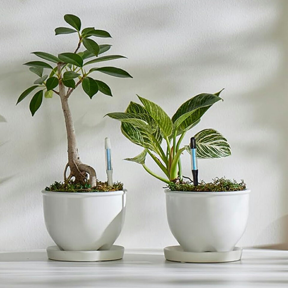 SUStee��S�������ۿ�������å��� ���٤�3���顼�����ƥ��� ��ʬ�� �֥�å� �ۥ磻�� ���꡼�� �� �� �� pF�� ����ץ� ��ñ ����ȭ ������� ������ ¿�� ���� ���� ������ ��ʪ ������� �С��� ���� �ϥ��ɥ�������㡼 �����ǥ˥� ������� ���ä�����