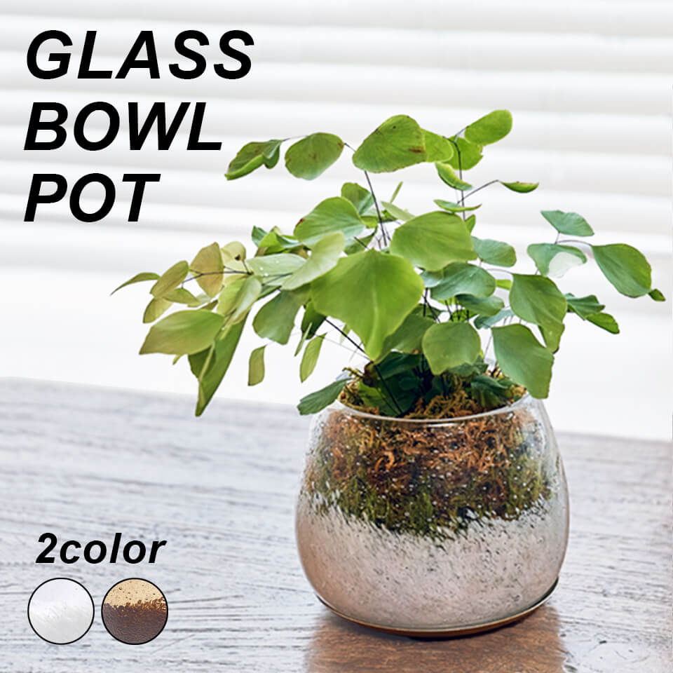 ガラス ボウルポットGLASS BOWL POT120mm 100mm 4号 選べる2カラー ホワイト ブラウン 透明 クリア 受け皿付属 模様 気泡 バブルデザイン 肉厚 底穴有り 丸い ラウンド 手作り ハンドメイド サ…