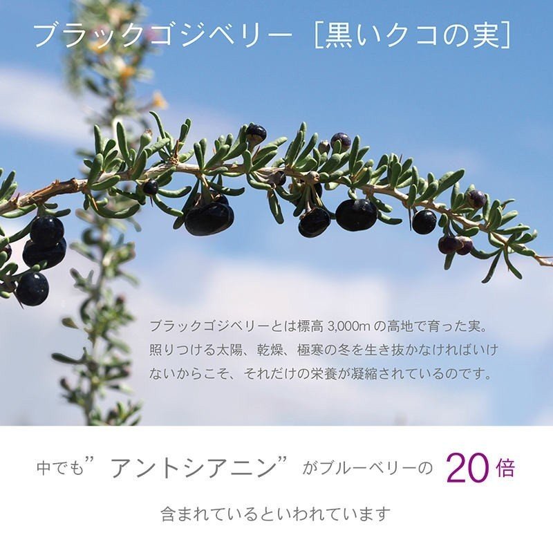 �������μ� ��۹ ������ �֥�å������٥꡼ �����٥꡼ �������˥å� �ɥ饤�ե롼�� �����ѡ��ա���